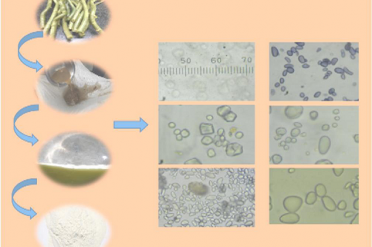 Macro-microscopic Differentiation of Guduchi Satva Samples Collected from the Market